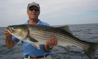 Striped Bass Fishing Charters in Gloucester Massachusetts